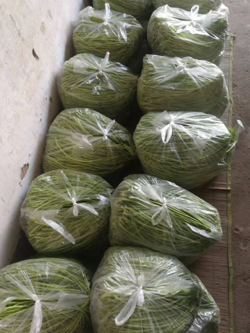 【牛商推荐】新鲜芦篙品质上乘专业批发量大从优可实地