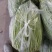 【牛商推荐】新鲜芦篙品质上乘专业批发量大从优可实地