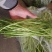 【牛商推荐】新鲜芦篙品质上乘专业批发量大从优可实地