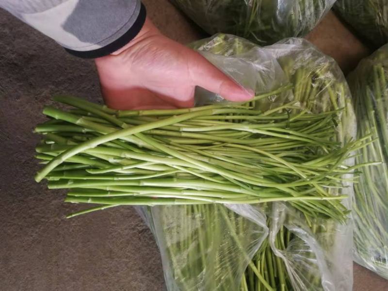 【牛商推荐】新鲜芦篙品质上乘专业批发量大从优可实地