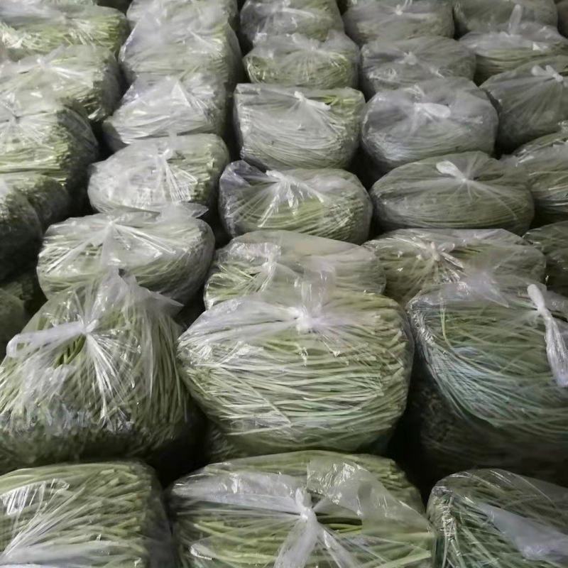 【牛商推荐】新鲜芦篙品质上乘专业批发量大从优可实地