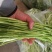 【牛商推荐】新鲜芦篙品质上乘专业批发量大从优可实地