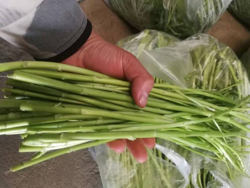 【牛商推荐】新鲜芦篙品质上乘专业批发量大从优可实地