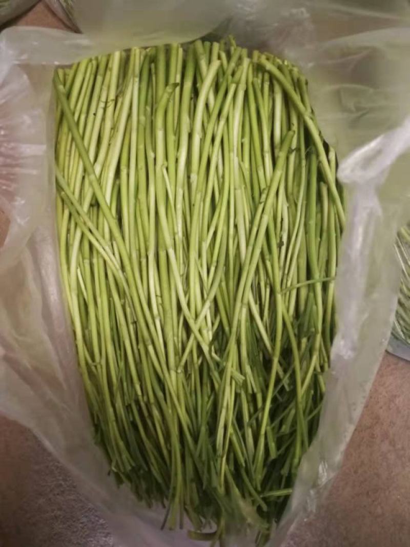 【牛商推荐】新鲜芦篙品质上乘专业批发量大从优可实地