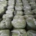 【牛商推荐】新鲜芦篙品质上乘专业批发量大从优可实地