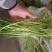 【牛商推荐】新鲜芦篙品质上乘专业批发量大从优可实地