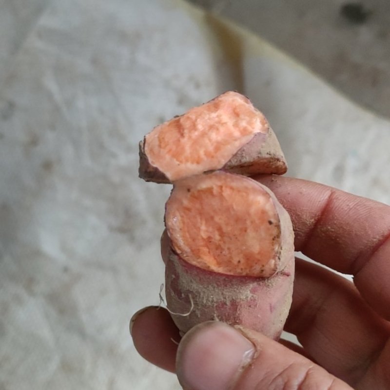 龙薯九红薯大量供应，品种有烟薯25蜜薯济薯26西瓜红红苏