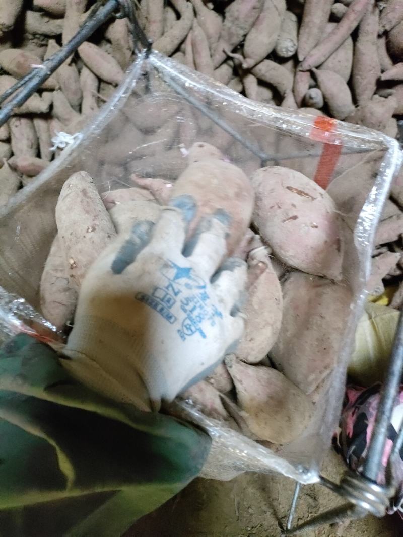 龙薯九红薯大量供应，品种有烟薯25蜜薯济薯26西瓜红红苏