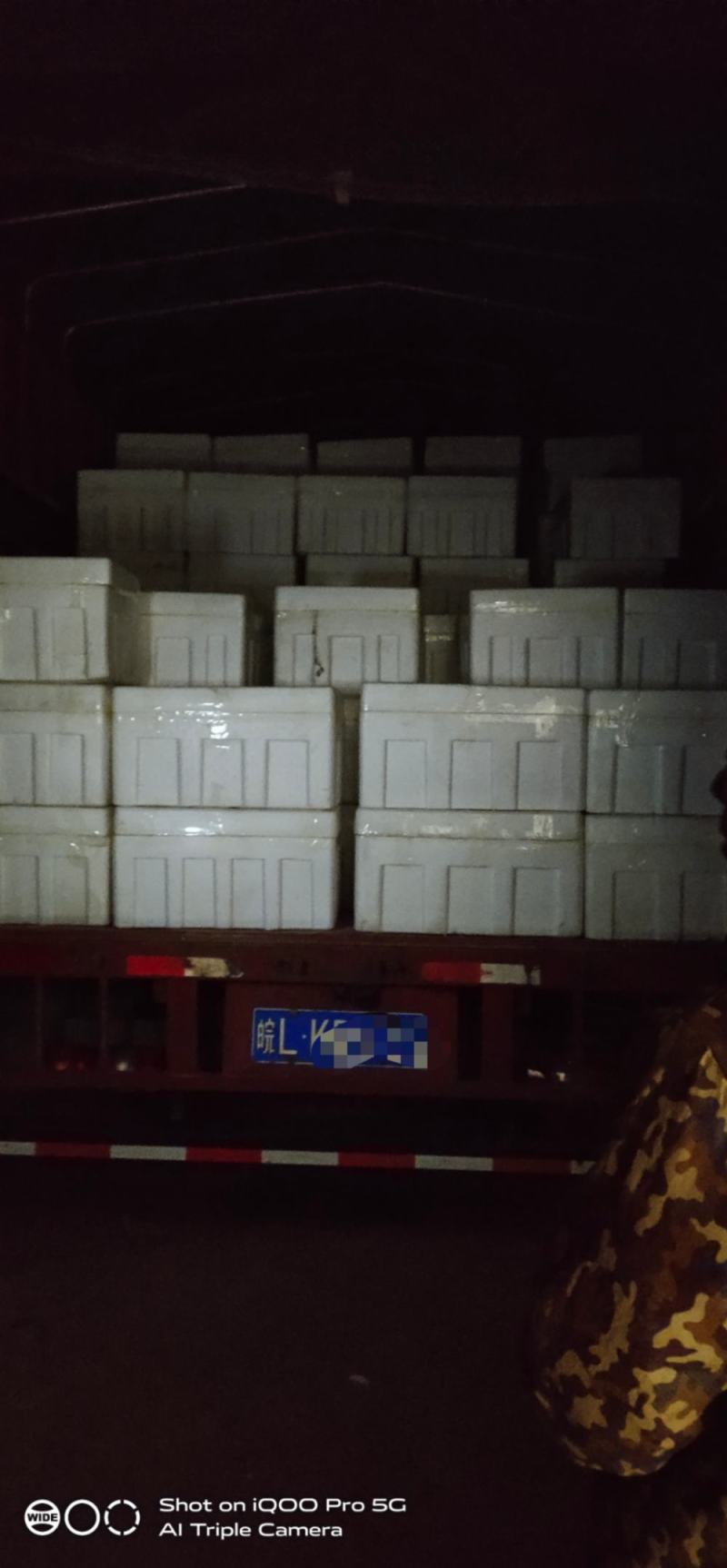【精品芦篙】诚信商家地头直销去根去叶新鲜现摘品质保障
