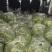 【精品芦篙】诚信商家地头直销去根去叶新鲜现摘品质保障