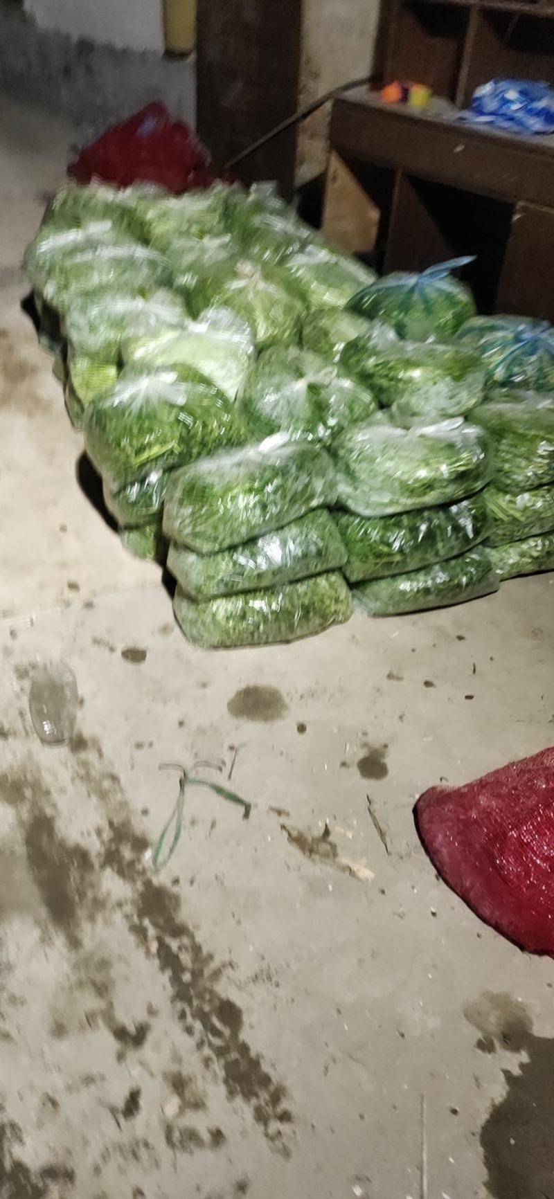 【精品芦篙】诚信商家地头直销去根去叶新鲜现摘品质保障