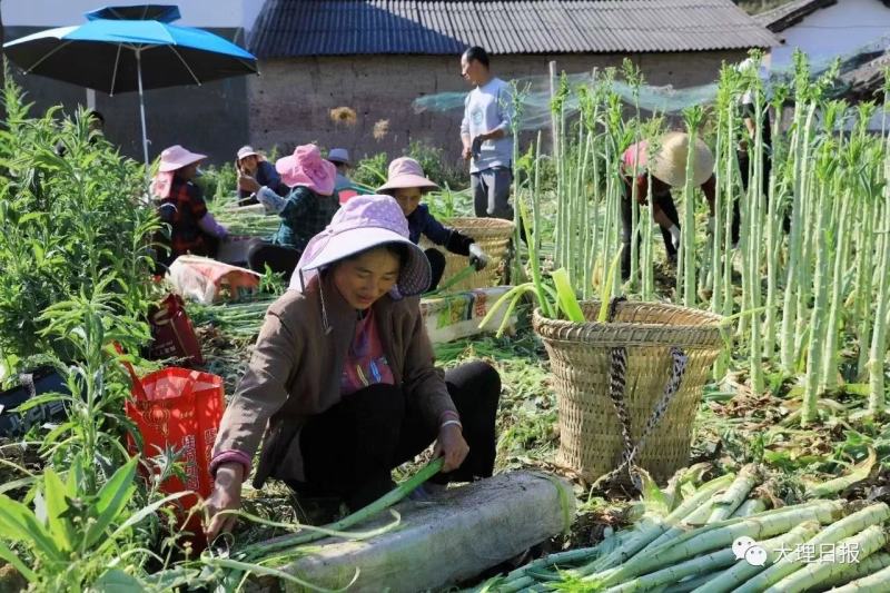 云南贡菜精选小包装100克9.9包邮，一家4人吃两餐的量
