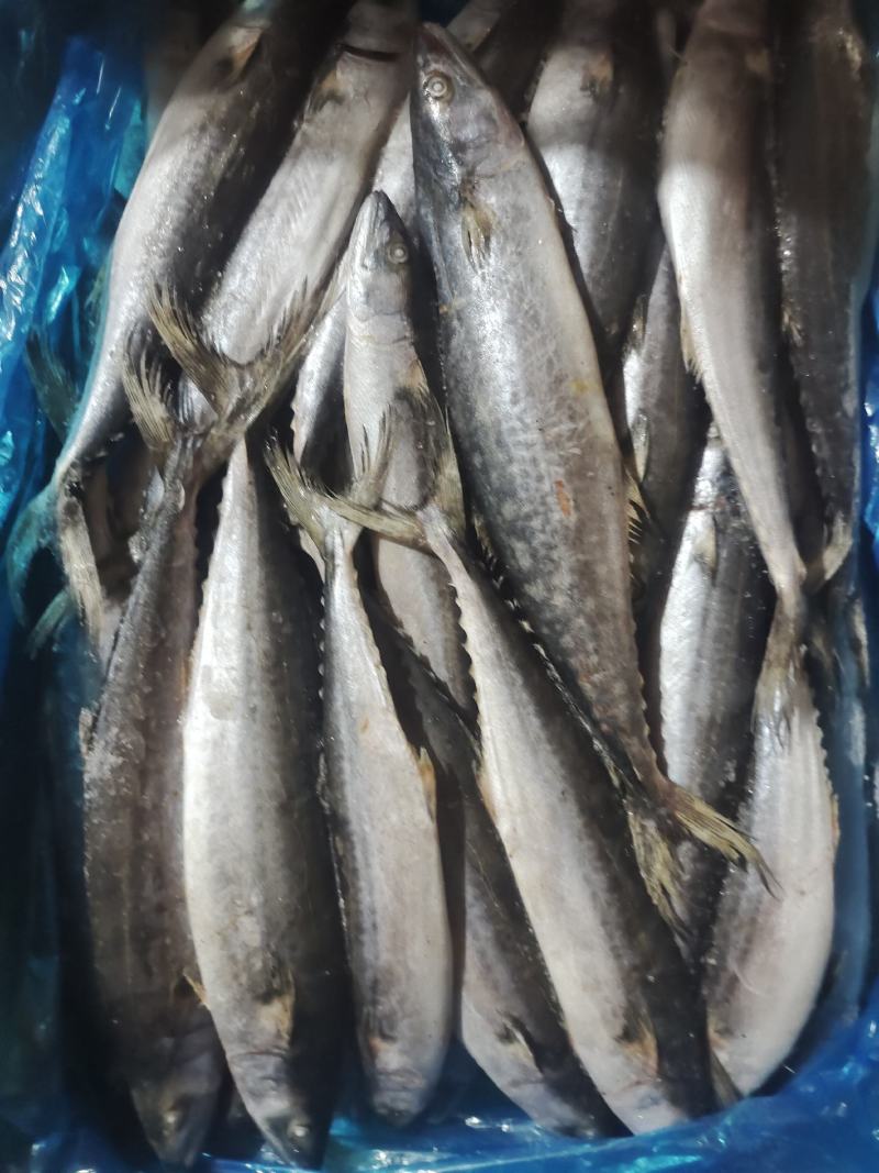 船冻鲅鱼，鲅鱼，燕鲅鱼船冻货质量高，4-6两船冻鲅鱼