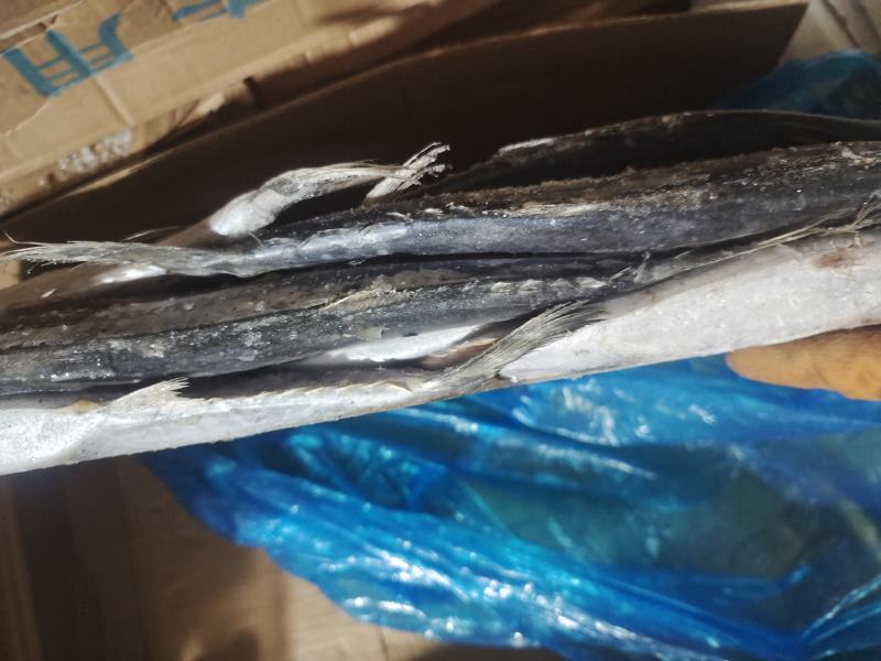 船冻鲅鱼，鲅鱼，燕鲅鱼船冻货质量高，4-6两船冻鲅鱼