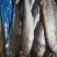 船冻鲅鱼，鲅鱼，燕鲅鱼船冻货质量高，4-6两船冻鲅鱼