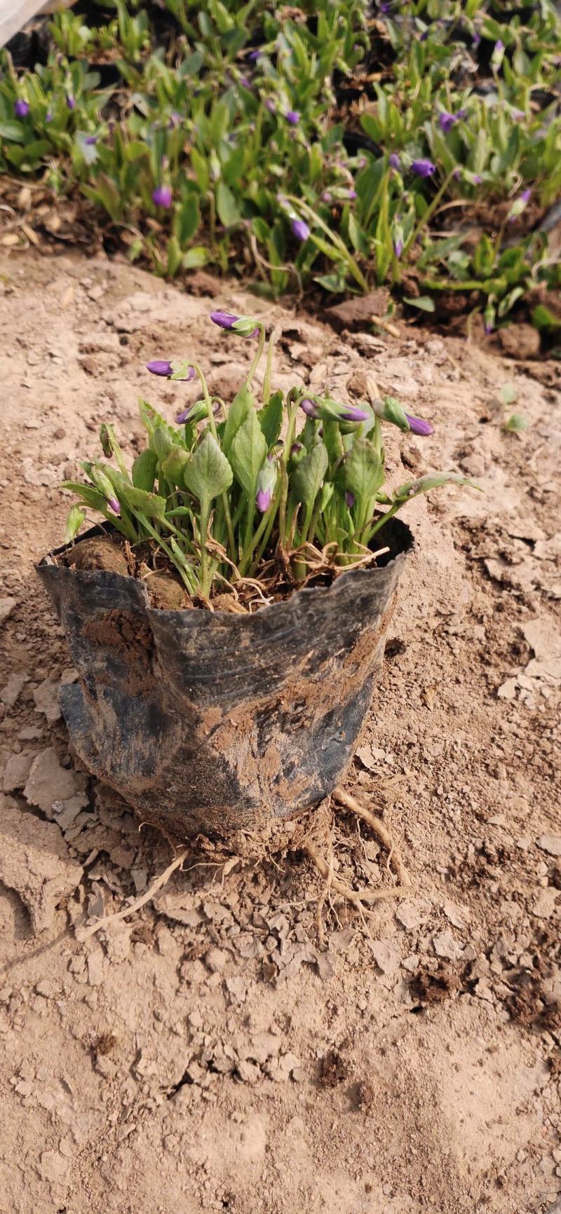 紫花地丁各种绿化用苗基地直供支持线上交易可视频看货