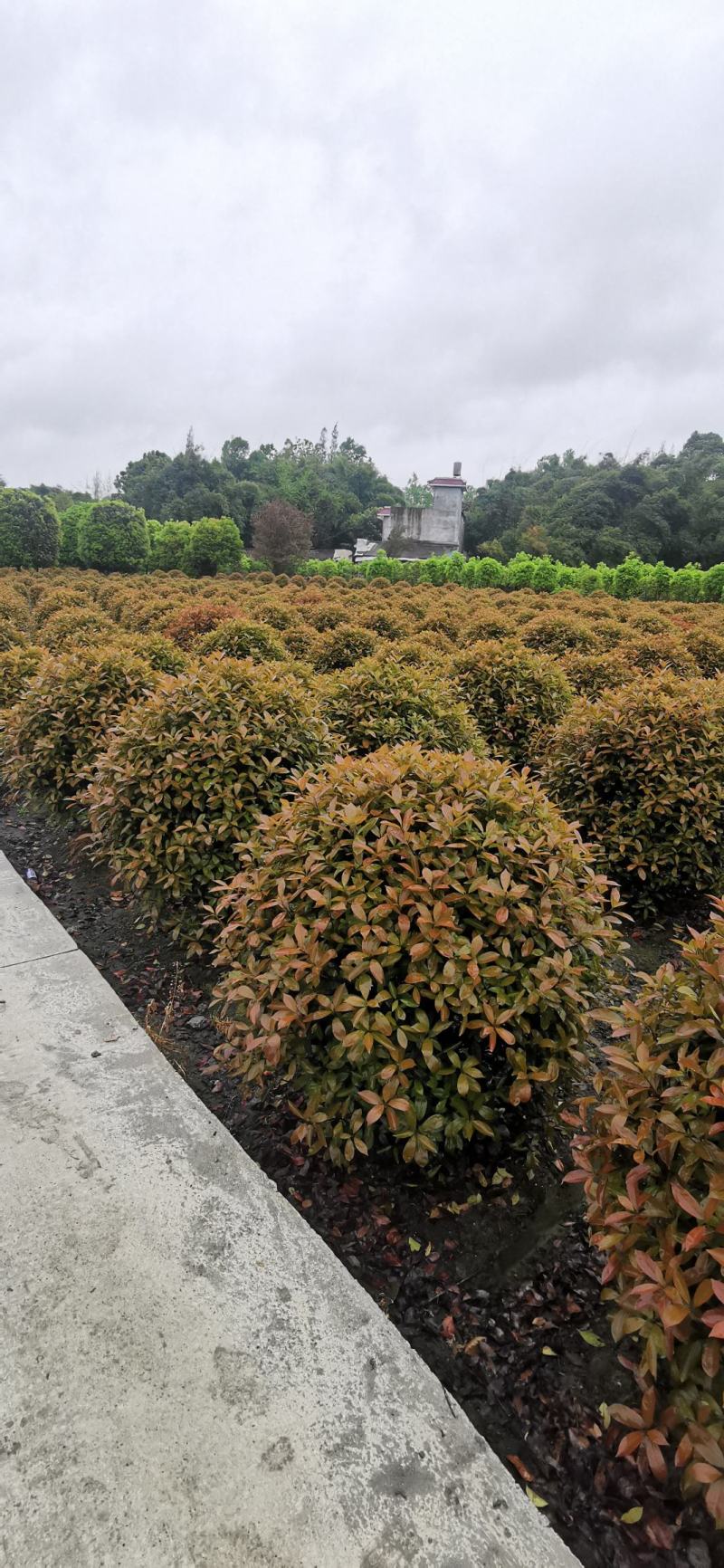 大量出售各规格精品红叶石楠球，量大从优，欢迎选购