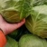 邯郸精品绿甘蓝