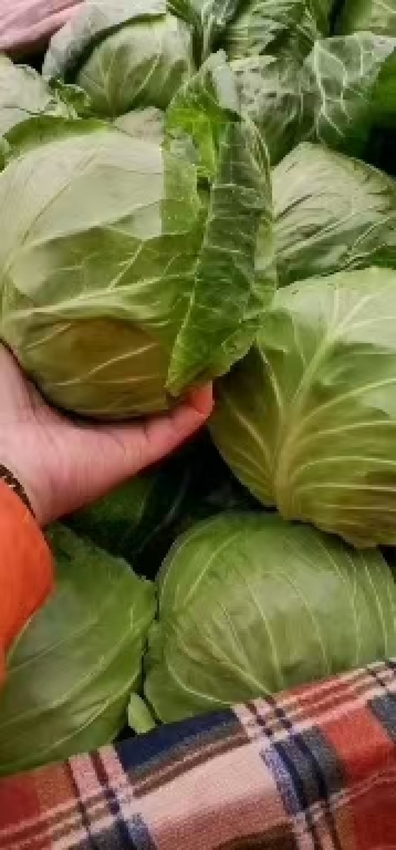 邯郸精品绿甘蓝