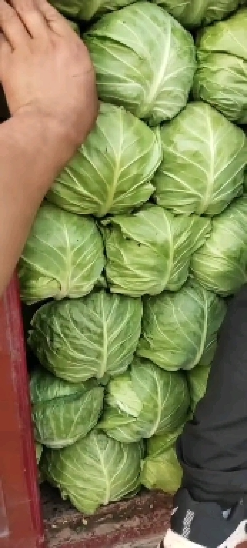 邯郸精品绿甘蓝