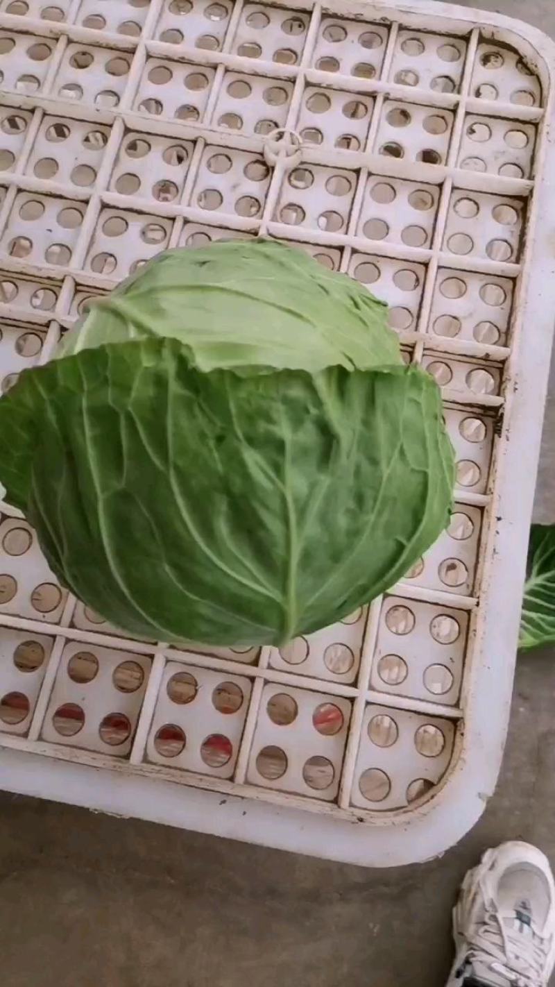邯郸精品绿甘蓝