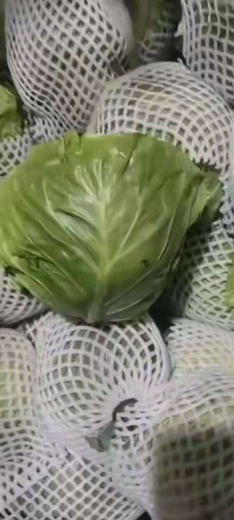 邯郸精品绿甘蓝