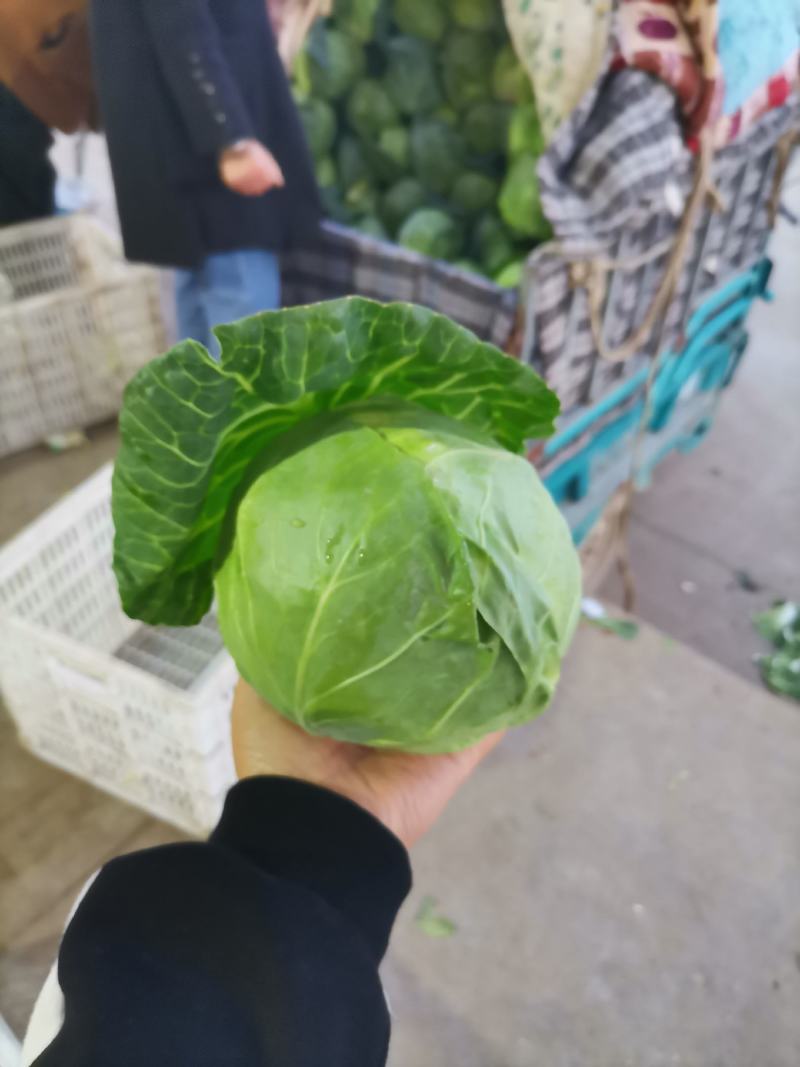 邯郸精品绿甘蓝