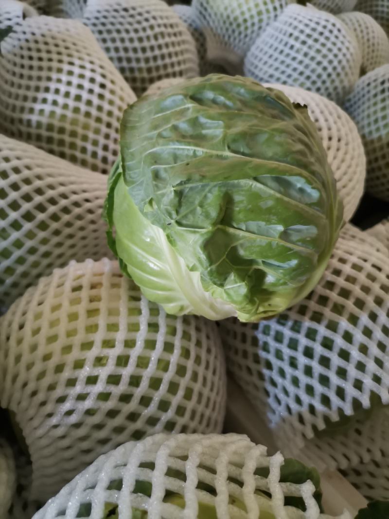 邯郸精品绿甘蓝
