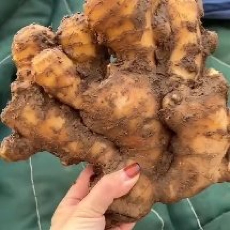 山东生姜大黄姜批发产地价格块大，味辣，量大