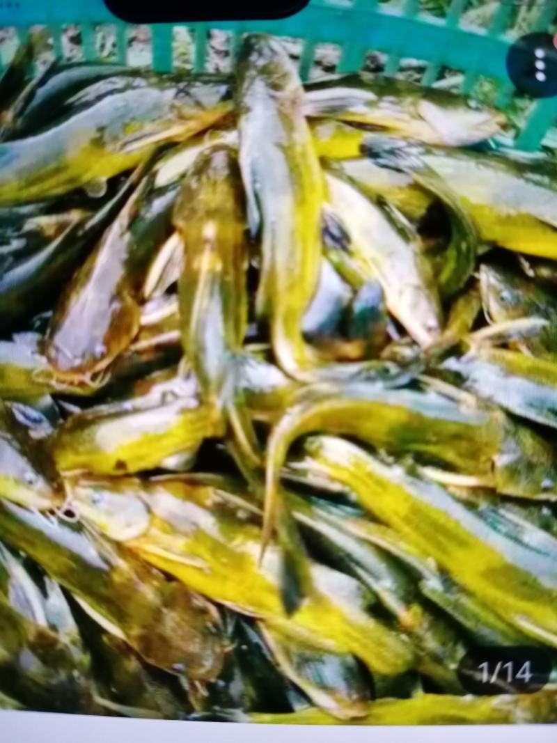 黄鳝苗，黄优九号，长势快，成活高，提供技术，免费送货