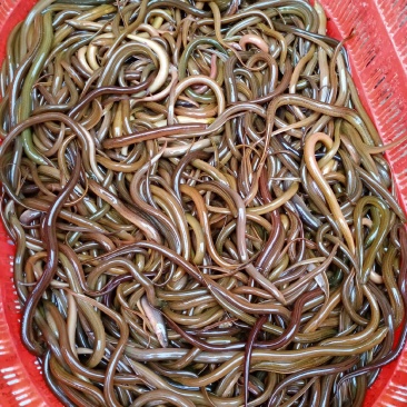 黄鳝苗，黄优九号，长势快，成活高，提供技术，免费送货