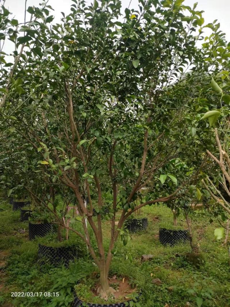碧桃福建省漳州市供应绿化庭院设计，桃树大小规格袋苗