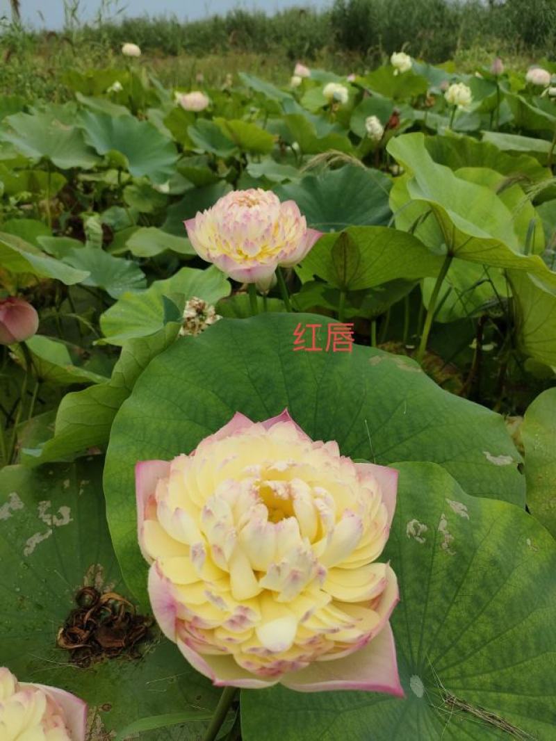 精品荷花苗