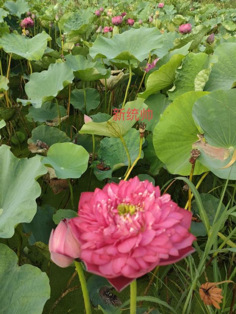 精品荷花苗
