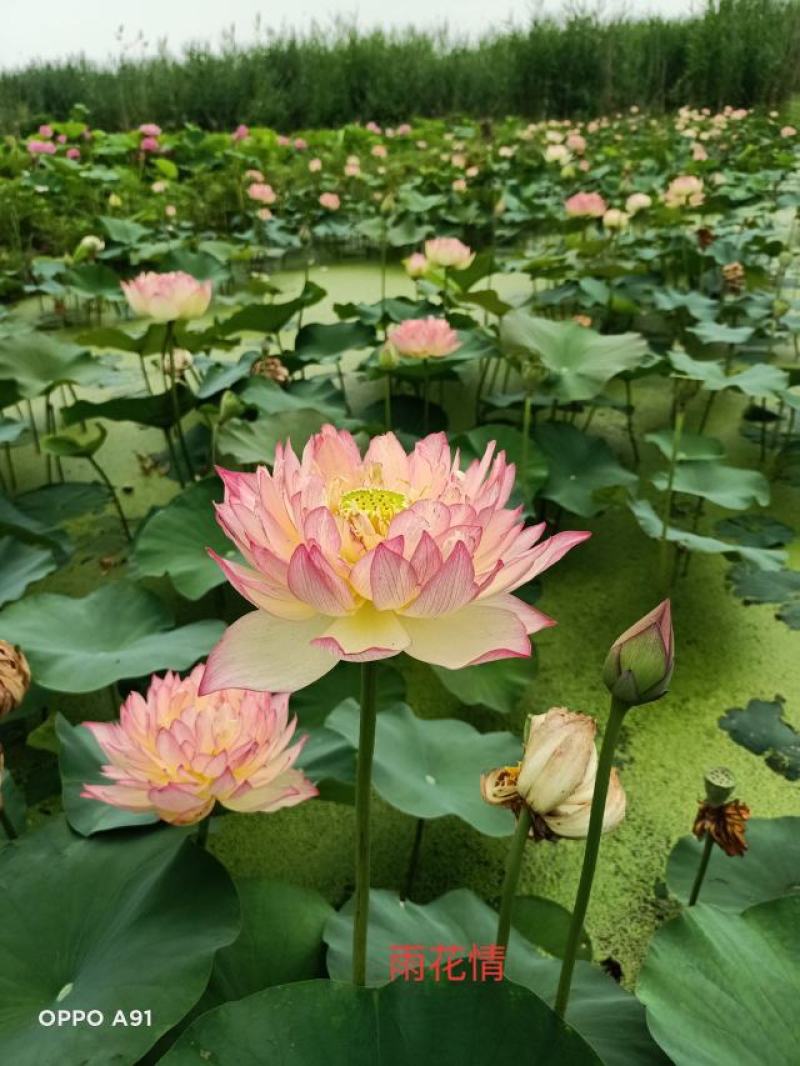 精品荷花苗