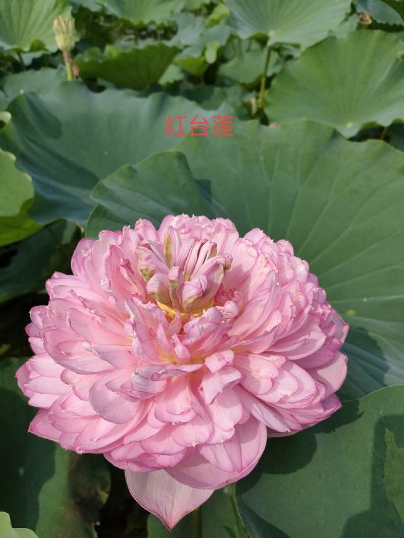 精品荷花苗
