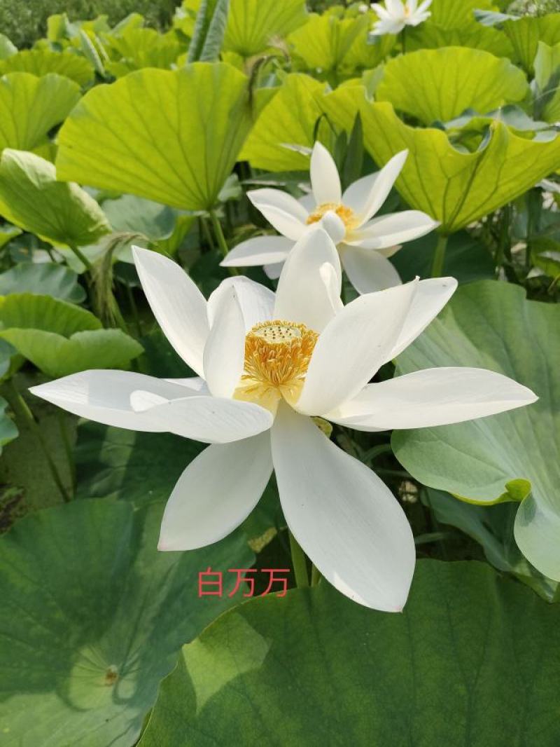 精品荷花苗