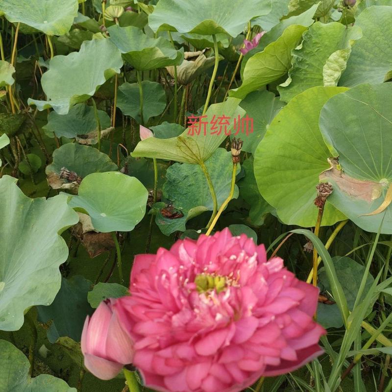 精品荷花苗