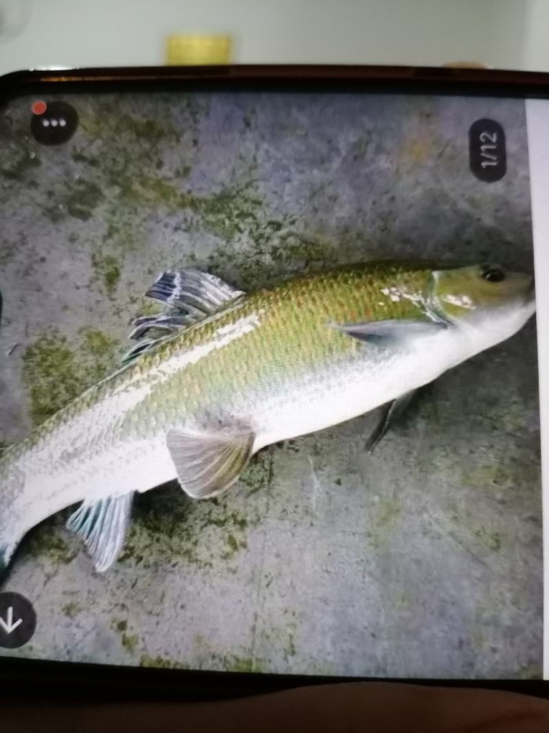 鲈鱼苗，加州鲈，优质品种，成活高，，提供技术，免费送货