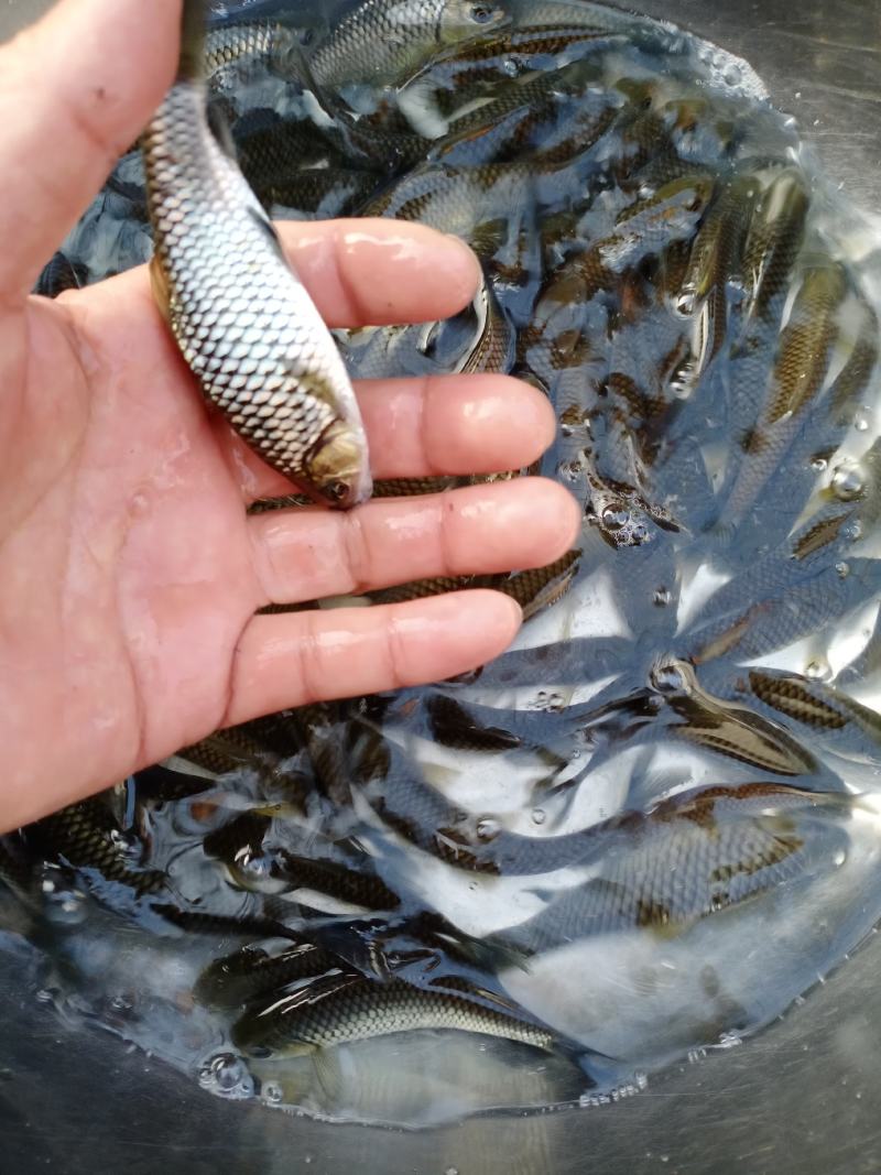 鲈鱼苗，加州鲈，优质品种，成活高，，提供技术，免费送货