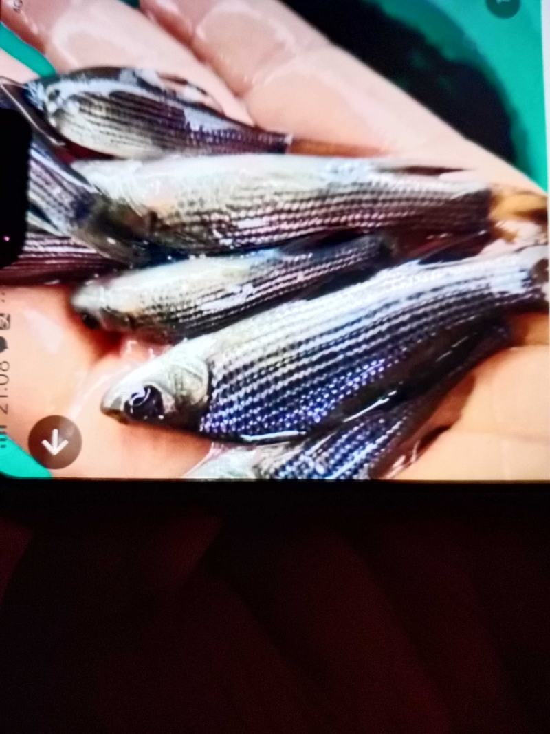 鲈鱼苗，加州鲈，优质品种，成活高，，提供技术，免费送货