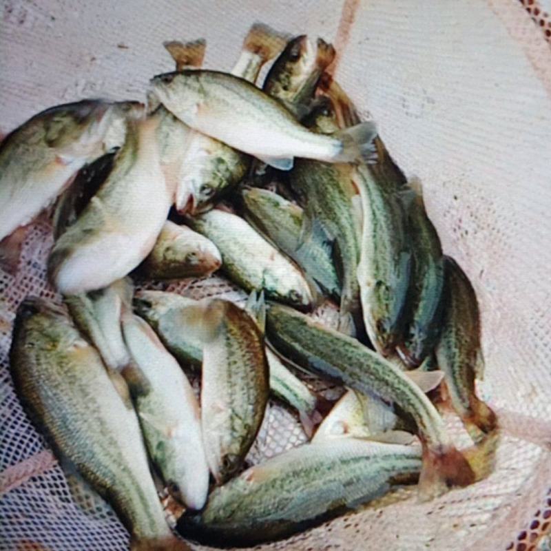 鲈鱼苗，加州鲈，优质品种，成活高，，提供技术，免费送货