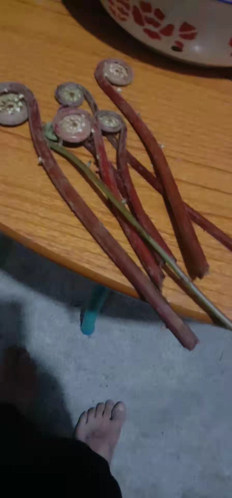 贵州新品月亮苔红蕨菜