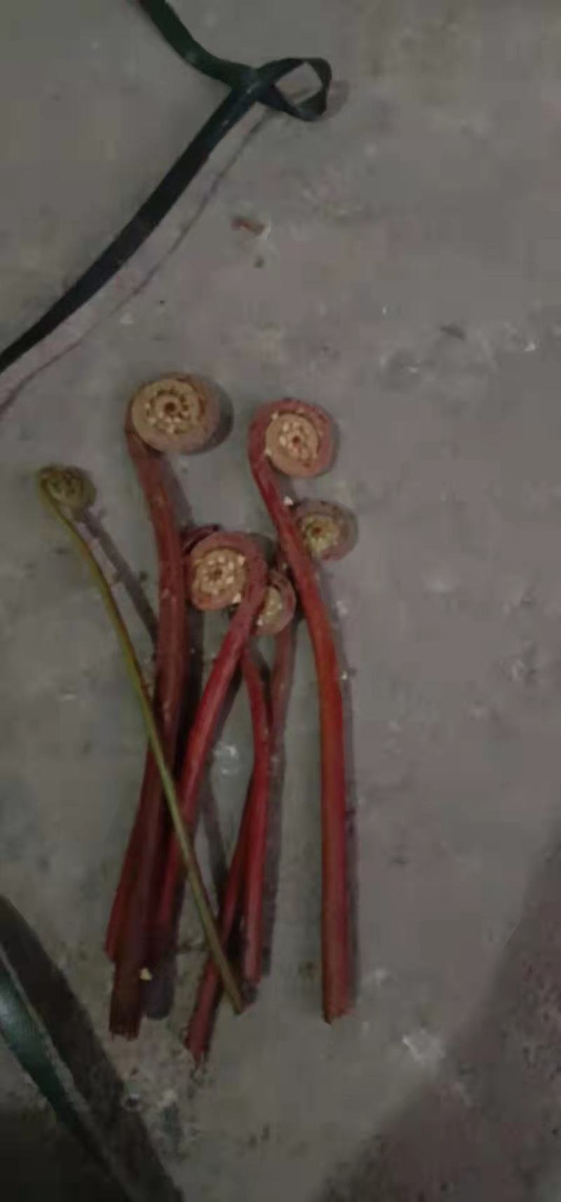 贵州新品月亮苔红蕨菜