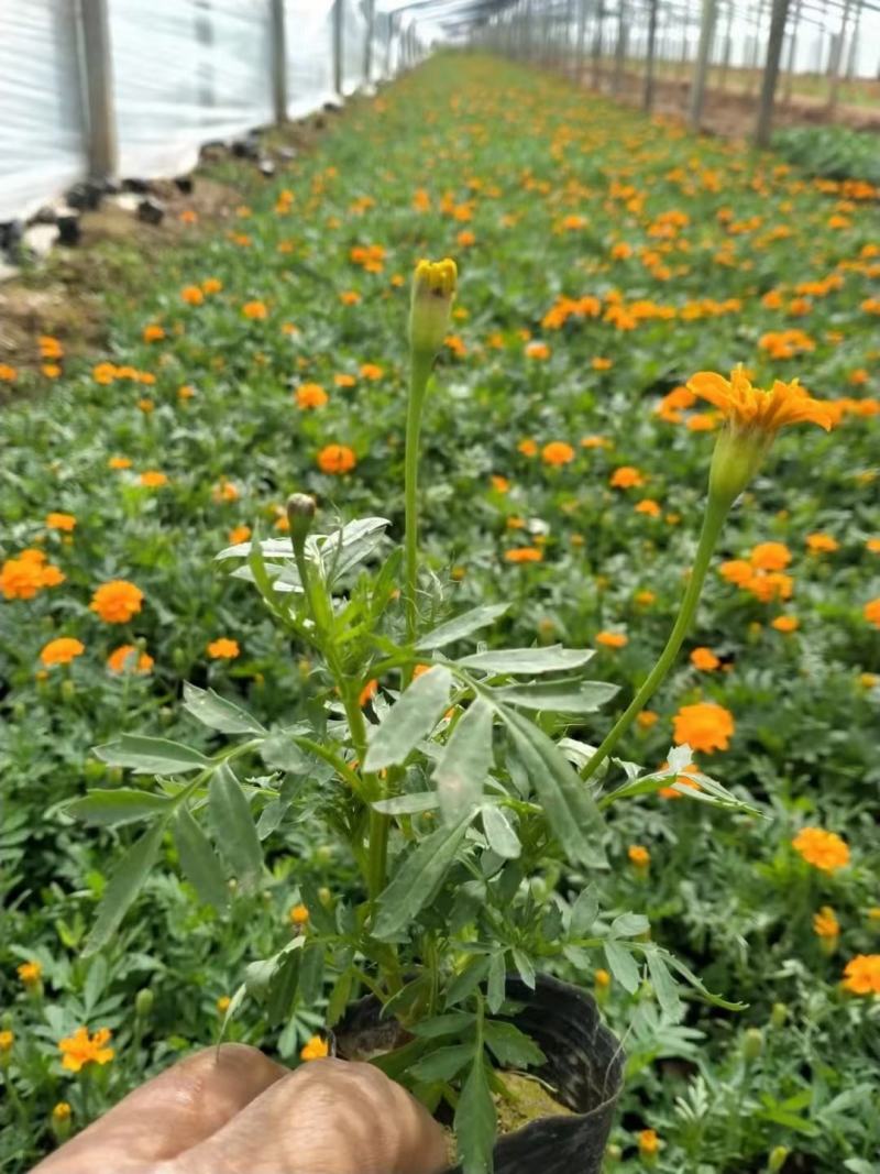 一串红，基地直销大量有货，质量保证，规格齐全可实地考察