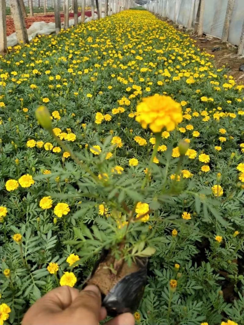 一串红，基地直销大量有货，质量保证，规格齐全可实地考察