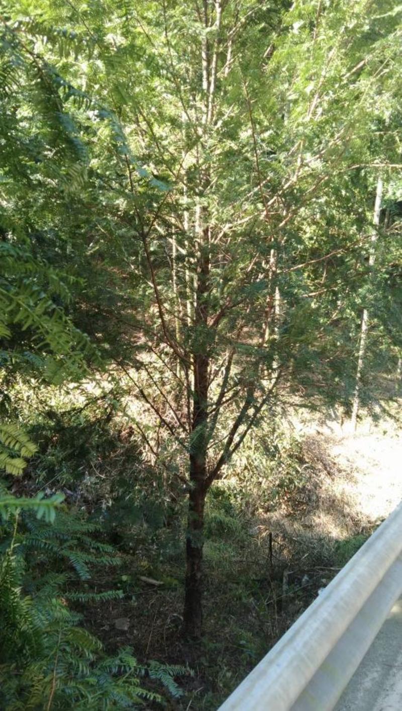 红豆杉，南方红豆杉5-12公分基地直供。
