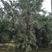 红豆杉，南方红豆杉5-12公分基地直供。