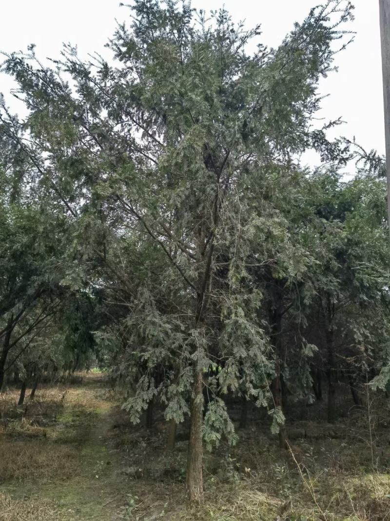 红豆杉，南方红豆杉5-12公分基地直供。