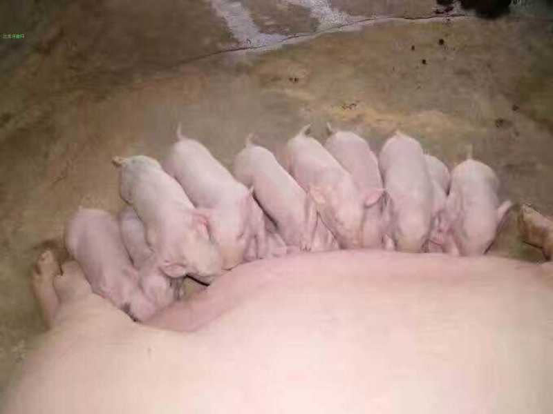 《二元母猪》长大母猪大白一元母猪二元母猪欢迎来电咨询